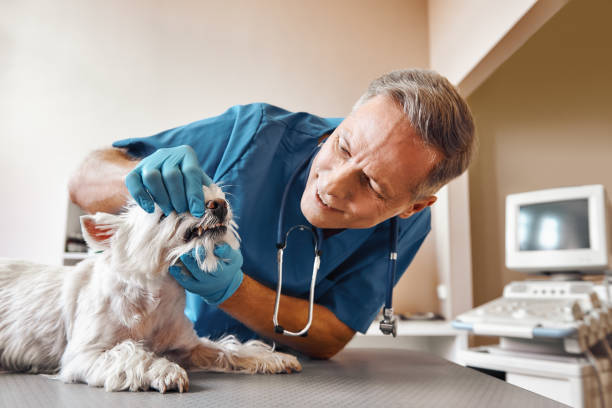 Best Walk-In Emergency Dental Services in The Villages, FL
